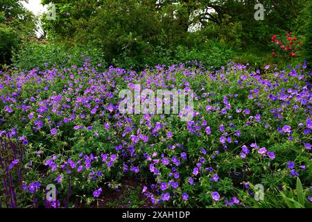 Gros plan sur les fleurs violettes-bleues de la plante herbacée de jardin pérenne Géranium Orion. Banque D'Images