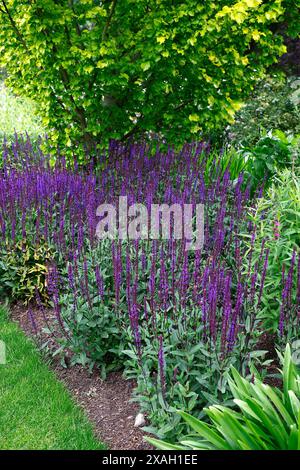 Gros plan sur les fleurs bleues violettes de la plante herbacée de jardin pérenne à fleurs d'été salvia nemorosa caradonna. Banque D'Images