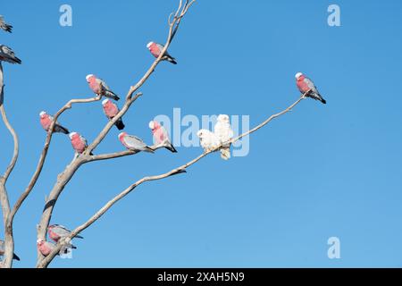 Deux corellas sont assis dans un arbre entouré de galahs dans l'outback de la Nouvelle-Galles du Sud. Banque D'Images