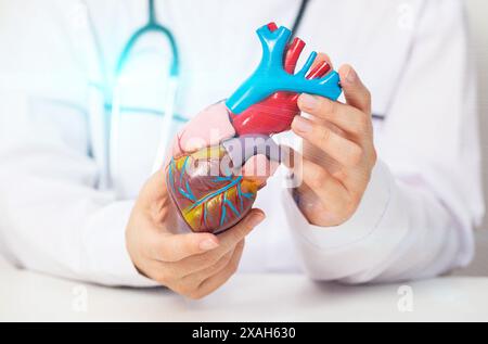 Médecin cardiologue tient un modèle médical du cœur dans ses mains. Concept de traitement des maladies cardiaques : angine de poitrine et crise cardiaque. Chole élevé Banque D'Images