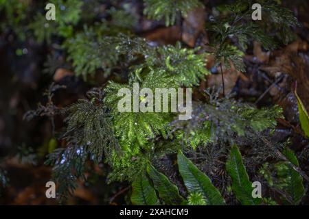 Texture de mousse vert vif et de lichen. Image de fond de la forêt de Nouvelle-Zélande. Banque D'Images