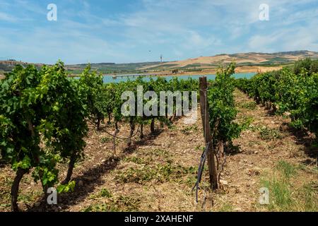 Pittoresque vignoble s'étend vers un lac serein sous un ciel bleu clair en Sicile, en Italie. Les vignes bien entretenues se dressent dans des rangées soignées, avec Banque D'Images