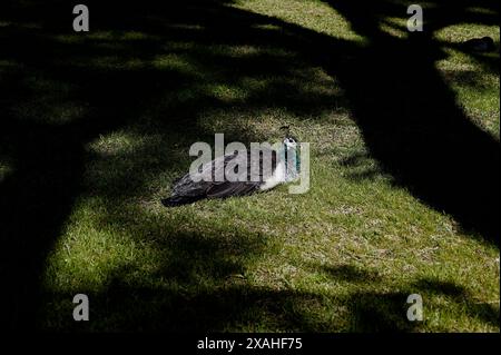 Peacock se prélassant sur l'herbe luxuriante dans un coin semi-ombragé des jardins Royal Alcazar Banque D'Images