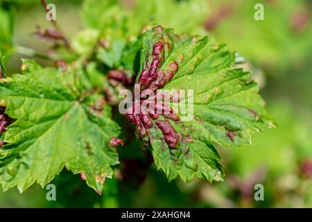 feuilles de groseille rouge endommagées par des pucerons. Parasites sur les plantes de jardin, jardinage, lutte antiparasitaire Banque D'Images