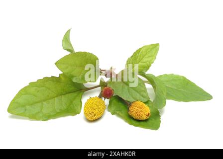 Lebensmittel, Salat, Heilpflanze, Parakresse, Jambu, Acmella oleracea Banque D'Images