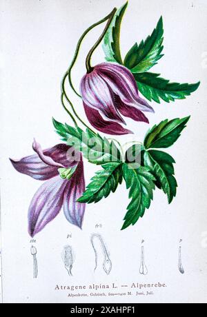 Atragene alpina L. — Alpenrebe. Clematis est un genre d'environ 380 espèces dans la famille des buttercup, Ranunculaceae. Dessin botanique tiré de ' Atlas der Alpenflora ' par Hartinger, Anton, né en 1806 ; Dalla Torre, K. W. von (Karl Wilhelm), 1850-1928, Deutscher Alpenverein (fondé en 1874) Banque D'Images