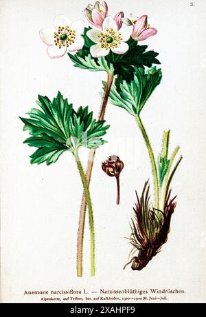 Anémone narcissiflora L. Narzissenblüthiges Windröschen. L'anémone narcisse ou anémone à fleurs narcisse, est une herbacée vivace du genre Anemonastrum et de la famille des buttercup. Dessin botanique tiré de ' Atlas der Alpenflora ' par Hartinger, Anton, né en 1806 ; Dalla Torre, K. W. von (Karl Wilhelm), 1850-1928 ; Deutscher Alpenverein (fondé en 1874) Banque D'Images