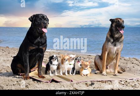 chihuahuas , malinois et rottweiler sur la plage, au printemps Banque D'Images