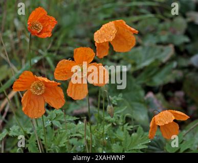 Pavots d'Islande Orange Banque D'Images