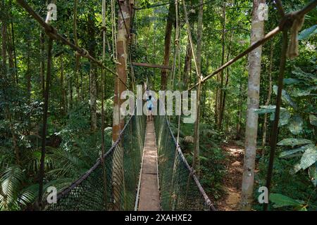 Pahang, Malaisie - 14 mai 2024 : touristes appréciant Canopy Walkway dans la jungle verte du parc national Taman Negara Banque D'Images