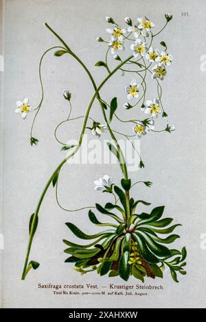 Veste Saxifraga crustata. Krustiger Steinbrech. La saxifraga crustata, la saxifraga à feuilles croûtées et la saxifrage argenté, ainsi que la saxifrage incrustée, est une espèce de plante vivace à feuilles persistantes de la famille des Saxifragaceae, originaire des Alpes orientales. Dessin botanique tiré de ' Atlas der Alpenflora ' volume 2 par Hartinger, Anton, né en 1806 ; Dalla Torre, K. W. von (Karl Wilhelm), 1850-1928, Deutscher Alpenverein (fondé en 1874) Banque D'Images