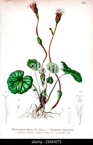 Homogyne alpina (L.) Cass. — Gemeiner Alplattich. Homogyne alpina, le pied-de-poule alpin ou pied-de-poule violet, est une herbe rhizomateuse de la famille des Asteraceae, qui est souvent utilisée comme plante ornementale. En outre, cette plante a des fleurs rouge-violet, dessin botanique de ' Atlas der Alpenflora ' volume 2 par Hartinger, Anton, b. 1806 ; Dalla Torre, K. W. von (Karl Wilhelm), 1850-1928, Deutscher Alpenverein (fondée en 1874) Banque D'Images