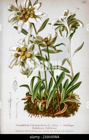 Gnaphalium leontopodium (L.) Scop. Strahliges Ruhrkraut, Edelweiss Leontopodium nivale, communément appelé edelweiss, est une fleur de montagne appartenant à la famille des Marguerites ou tournesols des Asteraceae. La plante préfère les endroits calcaires rocheux à environ 1 800–3 400 mètres d'altitude. Dessin botanique tiré de ' Atlas der Alpenflora ' volume 2 par Hartinger, Anton, né en 1806 ; Dalla Torre, K. W. von (Karl Wilhelm), 1850-1928, Deutscher Alpenverein (fondé en 1874) Banque D'Images