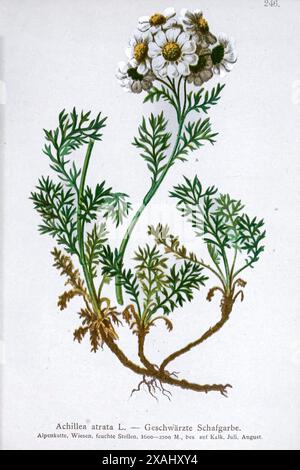 Achillea atrata L. — Geschwärzte Schafgarbe. Achillea atrata, communément appelé flèche noire ou sneezewort à tige foncée, est une espèce européenne de plante herbacée à fleurs vivaces originaire des régions alpines de Suisse, France, Italie, Allemagne, Autriche, et Slovénie. Dessin botanique tiré de ' Atlas der Alpenflora ' volume 2 par Hartinger, Anton, né en 1806 ; Dalla Torre, K. W. von (Karl Wilhelm), 1850-1928, Deutscher Alpenverein (fondé en 1874) Banque D'Images