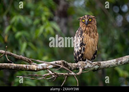 Buffy Fish Owl - Ketupa ketupu, grande belle hibou poisson des forêts tropicales d'Asie du Sud-est et des zones humides d'eau douce, rivière Kinabatangan, Bornéo, ma Banque D'Images
