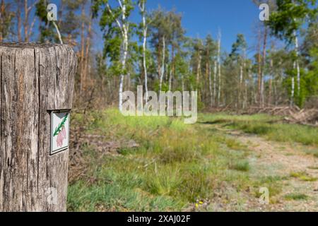 Wegzeichen Heidepfad durch die Gohrischer Heide BEI Gröditz, Sachsen, Deutschland *** signalisation Heidepfad par le Gohrischer Heide près de Gröditz, sa Banque D'Images