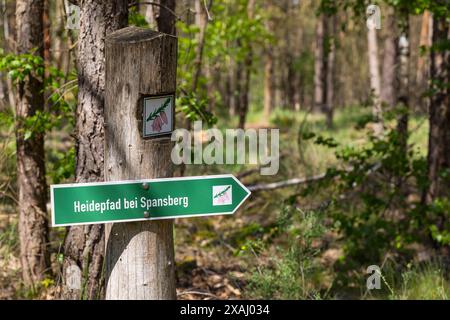 Wegweiser und Symbol am Heidepfad durch die Gohrischer Heide BEI Gröditz, Sachsen, Deutschland *** panneau de signalisation et symbole sur le sentier de landes à travers le Banque D'Images