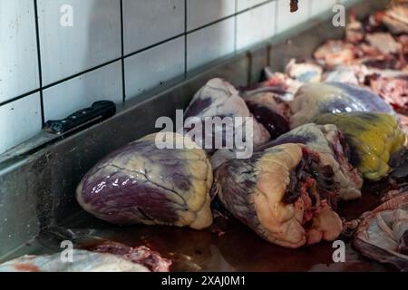Cœurs de vache crus sur la table. Banque D'Images