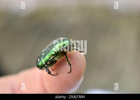 Un coléoptère vert appelé coléoptère en bronze doré se trouve sur le doigt d'une personne. Banque D'Images