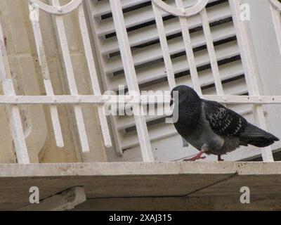 pigeon sur une balustrade Banque D'Images