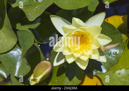 photographie rapprochée d'un nénuphar jaune avec fond vert feuillu dans un étang par jour ensoleillé Banque D'Images