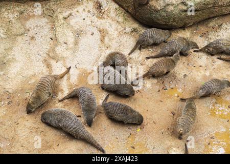 Photo d'un groupe de mangoustes dans un paysage naturel du parc zoologique Bioparc à Valence, Espagne Banque D'Images