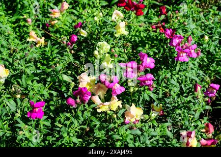 Beaucoup de fleurs de dragon jaune et rose vif ou snapdragons ou Antirrhinum dans un jardin de printemps ensoleillé, beau fond floral extérieur photographié avec esprit Banque D'Images