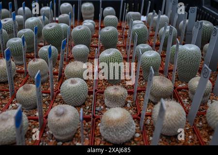 Brno, République tchèque. 07 juin 2024. Préparation d'une exposition de fin de semaine de cactus de différentes tailles et formes qui se tiendra dans l'année du 100e anniversaire de l'Astrophytum Cactus Club de Brno dans le centre de jardinage Ctyrlistek dans la rue Bystrcka à Brno-Komin, le 7 juin 2024. Crédit : Vaclav Salek/CTK photo/Alamy Live News Banque D'Images