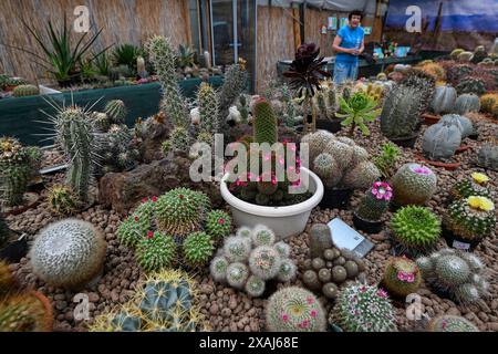 Brno, République tchèque. 07 juin 2024. Préparation d'une exposition de fin de semaine de cactus de différentes tailles et formes qui se tiendra dans l'année du 100e anniversaire de l'Astrophytum Cactus Club de Brno dans le centre de jardinage Ctyrlistek dans la rue Bystrcka à Brno-Komin, le 7 juin 2024. Crédit : Vaclav Salek/CTK photo/Alamy Live News Banque D'Images