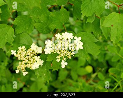 Le buisson de boule de neige, connu pour ses fleurs parfumées, attire les oiseaux, fleurit abondamment au printemps et ajoute du charme aux paysages de jardin. Banque D'Images