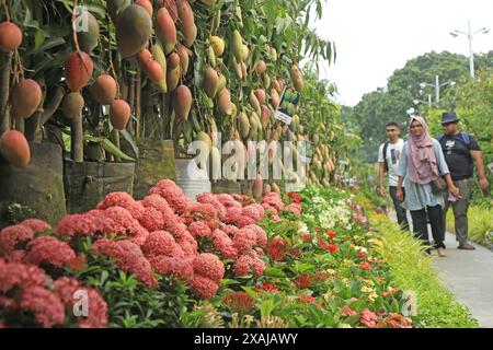 Dhaka. 7 juin 2024. Les gens regardent des plantes lors d'une foire nationale de l'arbre à Dhaka, au Bangladesh, le 5 juin 2024. Le gouvernement bangladais a lancé mercredi sa méga campagne annuelle de plantation d’arbres à l’échelle nationale avec l’objectif de planter plus de 80 millions de jeunes arbres pendant cette saison de mousson. Le premier ministre Sheikh Hasina a inauguré la campagne nationale de plantation d'arbres et la Foire de l'arbre 2024 ainsi que la Journée mondiale de l'environnement et la Foire de l'environnement 2024 dans les locaux du Centre international de conférences de Bangabandhu. Crédit : Xinhua/Alamy Live News Banque D'Images