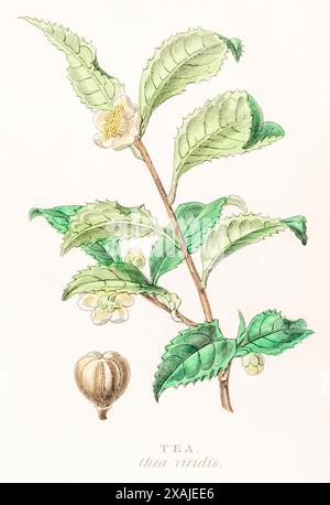 1872 gravure victorienne peinte à la main dans le Royaume végétal de William Rhind : Tea / Thea viridis, Camellia sinensis - médicinal et boisson. Banque D'Images