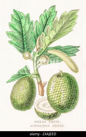 1872 gravure botanique en couleur peinte à la main dans William Rhind's Vegetable Kingdom : pain fruit, fruit à pain / Artocarpus altilis syn. incisa Banque D'Images