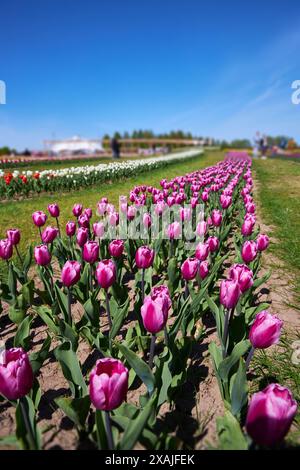 Triomphe Tulips Tulipa Purple Flag fleurissent dans un jardin en avril Banque D'Images