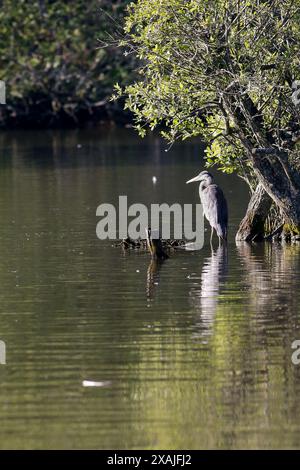 Brittens Pond, Worplesdon. 07 juin 2024. Des conditions ensoleillées à travers les Home Counties ce matin. Sauvagine sauvage à Brittens Pond à Worpleson, près de Guildford, dans le Surrey. Crédit : james jagger/Alamy Live News Banque D'Images