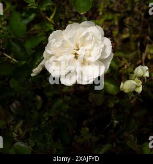 Rose. Wilton. Une fleur blanche classique poussant dans un jardin au Royaume-Uni. Banque D'Images