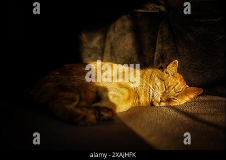 Jeune chat tabby orange dormant au soleil sur le canapé Banque D'Images