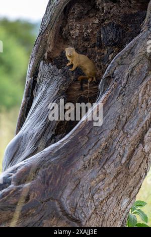 une mangouste se tient dans une souche d'arbre Banque D'Images