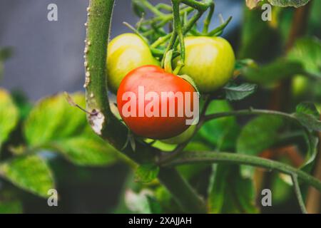 Tomates 2 Banque D'Images