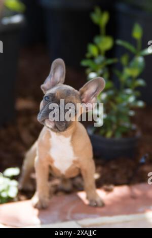Chiot bouledogue français mignon lilas assis confortablement. Banque D'Images