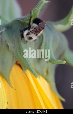 Bourdon perché sur le vert des pétales de tournesol Banque D'Images