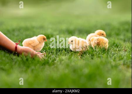 Main tendant la main vers quatre poussins jaunes sur l'herbe verte dans un champ. Banque D'Images