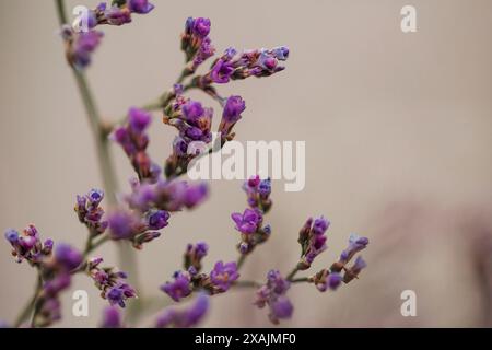 Gros plan de lavande de mer violette sur un fond taupe simple Banque D'Images