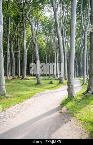 Forêt fantôme près de Nienhagen, Bad Doberan, Mecklembourg-Poméranie occidentale, Allemagne Banque D'Images