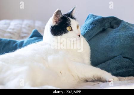Il y a un chat noir et blanc confortablement allongé sur un lit à côté d'une couverture bleue, mettant en valeur sa fourrure grise, ses moustaches et son museau. Le shorthair domestique Banque D'Images