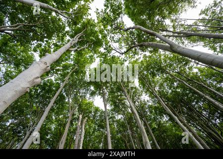 Cimes des arbres dans la forêt, Bad Doberan, Mecklembourg-Poméranie occidentale, Allemagne Banque D'Images