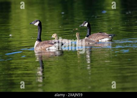 Brittens Pond, Worplesdon. 07 juin 2024. Des conditions ensoleillées à travers les Home Counties ce matin. Sauvagine sauvage à Brittens Pond à Worpleson, près de Guildford, dans le Surrey. Crédit : james jagger/Alamy Live News Banque D'Images