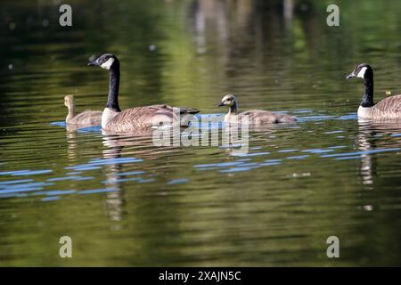 Brittens Pond, Worplesdon. 07 juin 2024. Des conditions ensoleillées à travers les Home Counties ce matin. Sauvagine sauvage à Brittens Pond à Worpleson, près de Guildford, dans le Surrey. Crédit : james jagger/Alamy Live News Banque D'Images