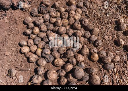 pachamanca de pomme de terre cuite dans un four en terre couché sur une couverture par une journée ensoleillée avec du fromage Banque D'Images