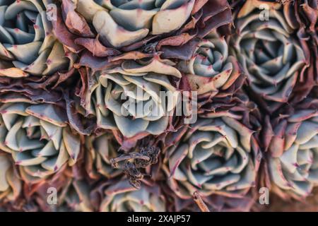 Texture de plante encastrée dans les roches au premier plan illuminée par la lumière naturelle. Banque D'Images